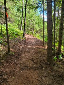 new trail in the woods
