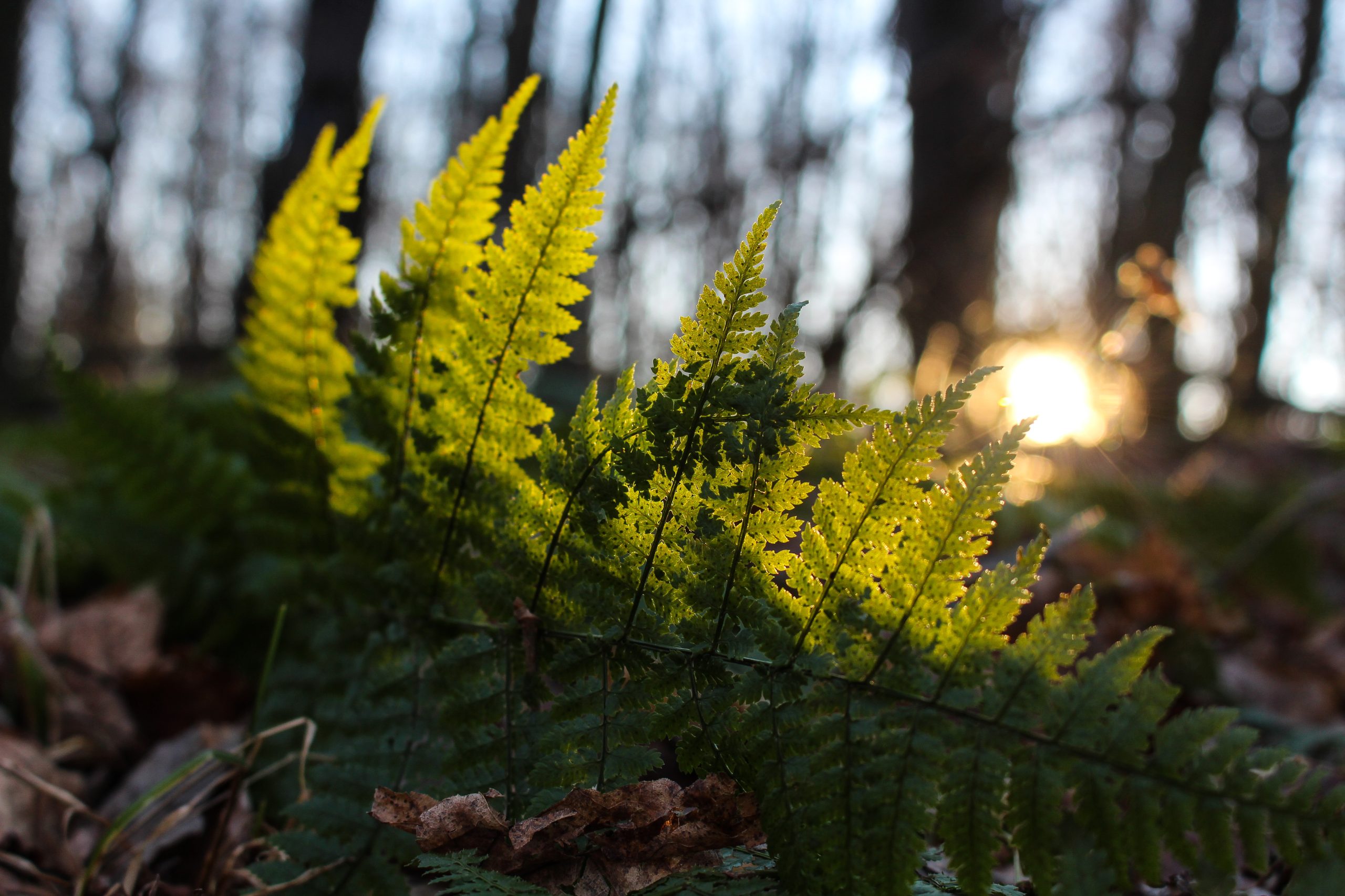 Outreach - North Country Trail Association