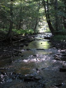 A stream along the trail.